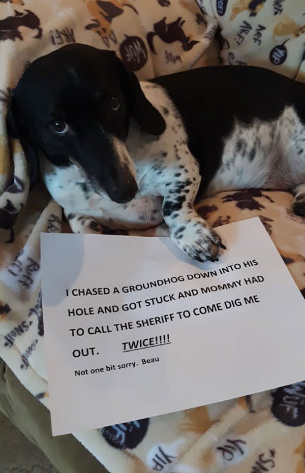 Shame On These Pets (29 pics)