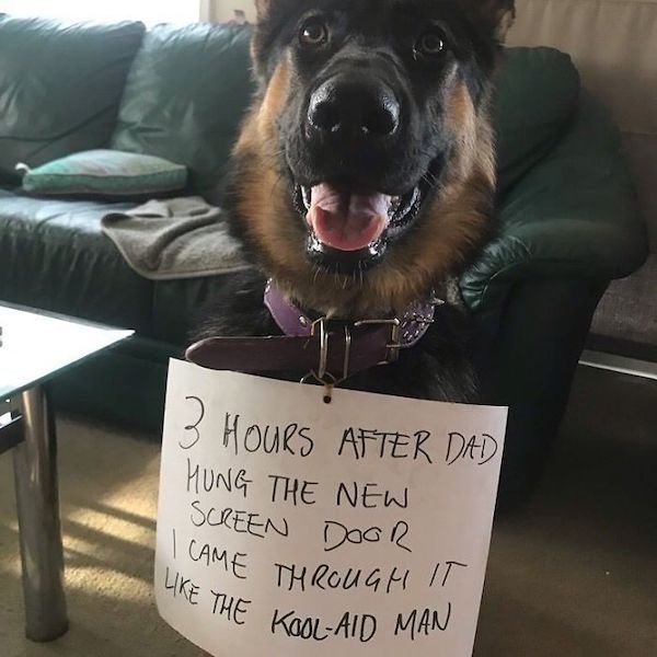 Shame On These Pets (29 pics)