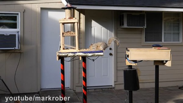 This Guy Built An Attraction For Squirrels (31 pics)
