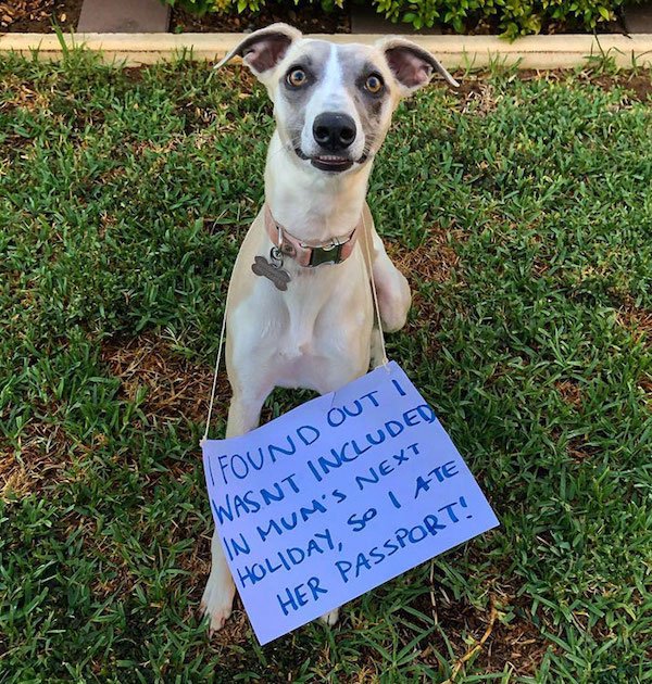 Shame On These Pets (29 pics)