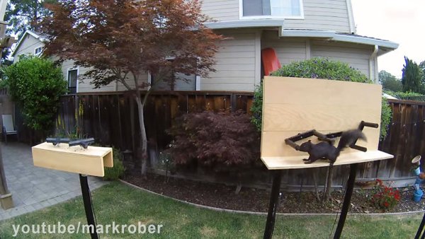 This Guy Built An Attraction For Squirrels (31 pics)