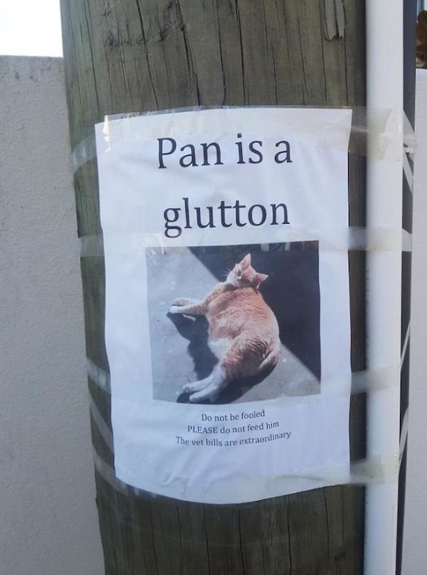 Shame On These Pets (29 pics)