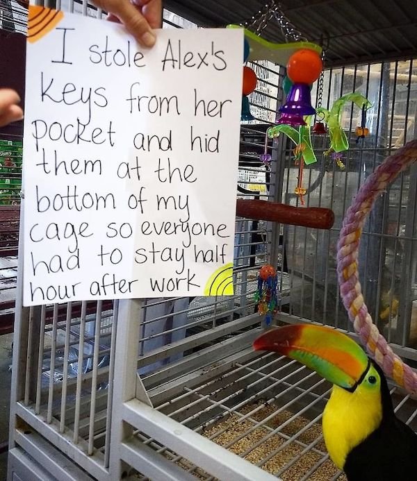 Shame On These Pets (29 pics)