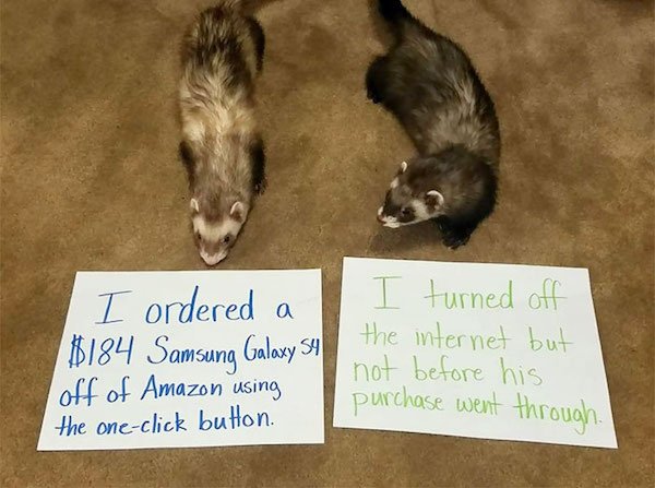 Shame On These Pets (29 pics)
