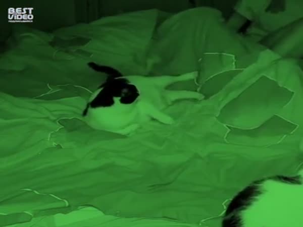 What Cats Do When You Sleep