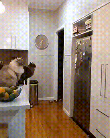 Acid Gifdump, June 5 (25 gifs)