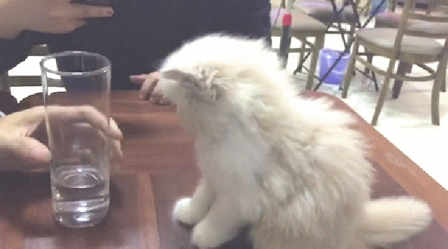 Acid Gifdump, June 5 (25 gifs)