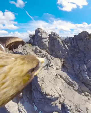 Acid Gifdump, June 5 (25 gifs)