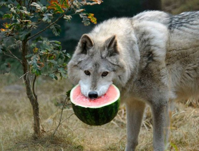 Acid Picdump. Part 1 (96 pics)