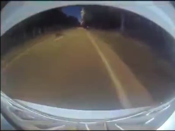 Tesla Autopilot Evading A Pig