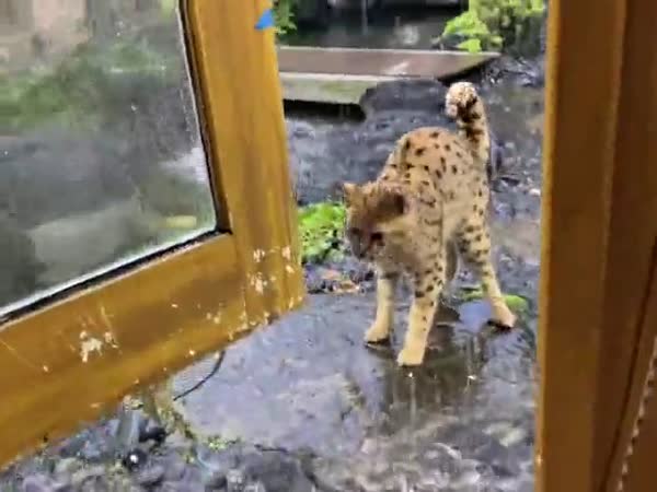 He Has Never Seen Rain