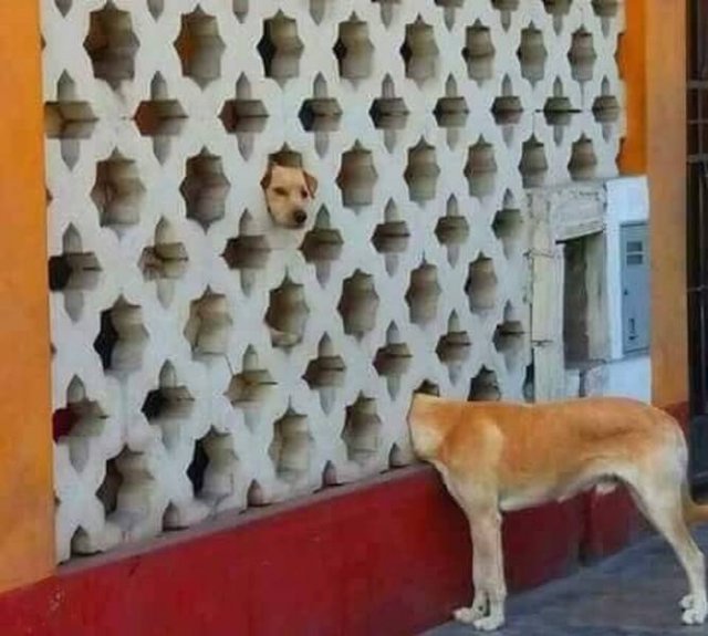 Look Twice (45 pics)