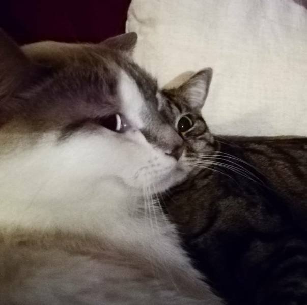 Look Twice (45 pics)