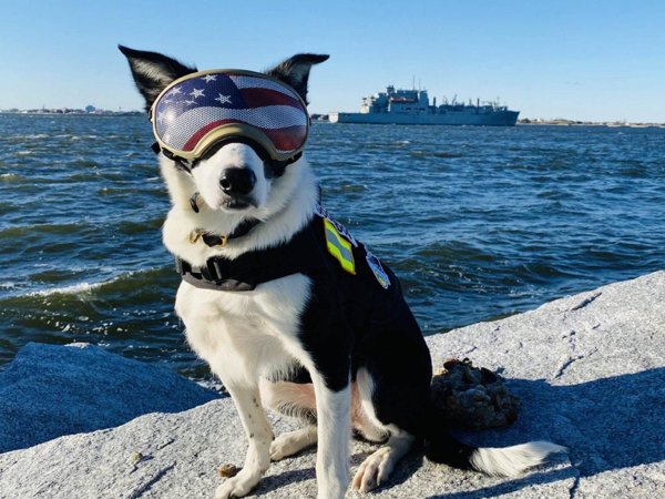 Dogs And Their Jobs (29 pics)