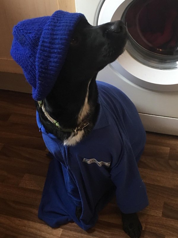 Dogs And Their Jobs (29 pics)