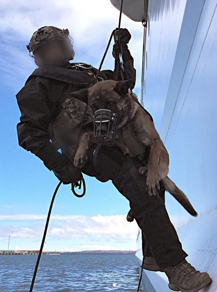 Dogs And Their Jobs (29 pics)