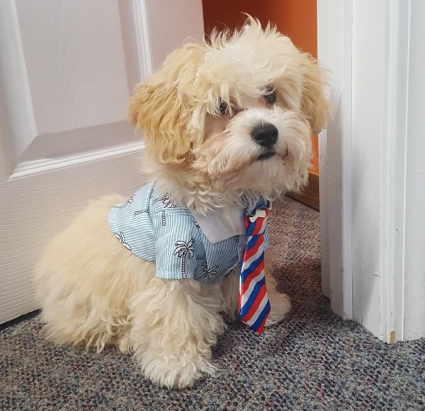 Dogs And Their Jobs (29 pics)