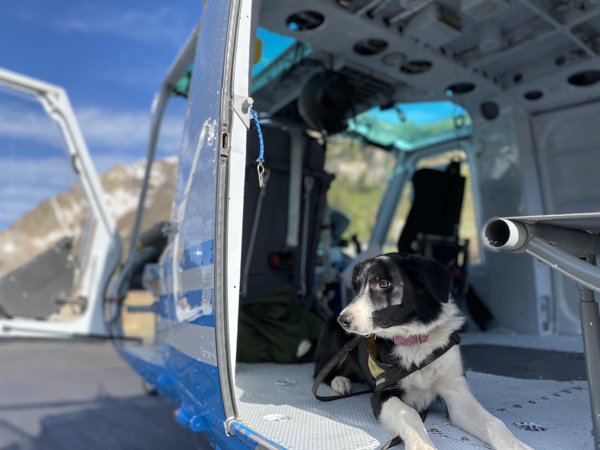Dogs And Their Jobs (29 pics)