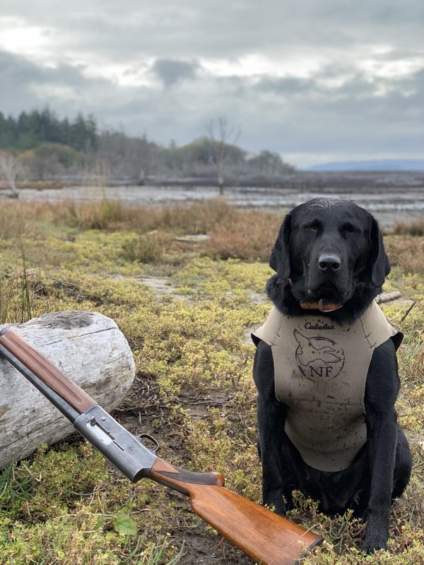 Dogs And Their Jobs (29 pics)