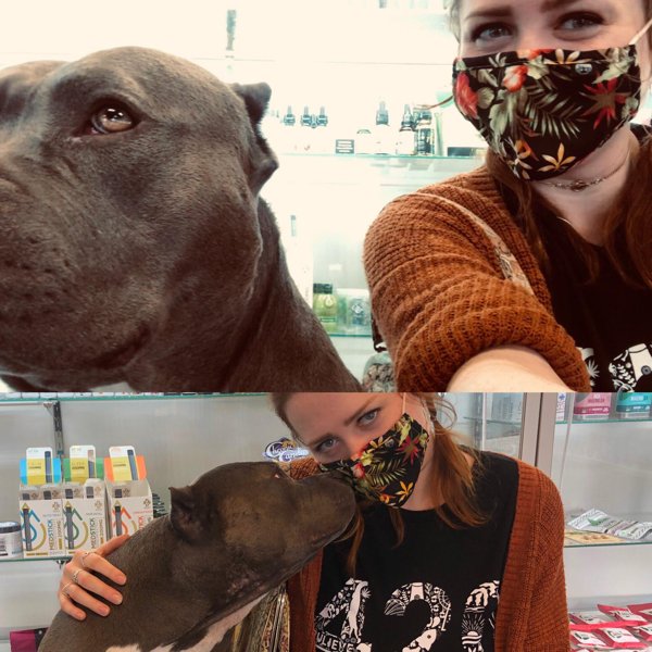 Dogs And Their Jobs (29 pics)