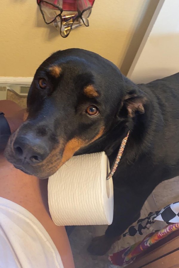Dogs And Their Jobs (29 pics)