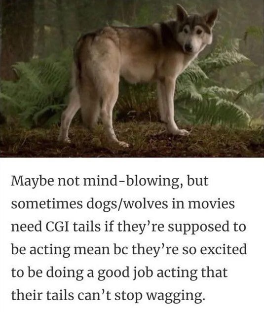 Dogs And Their Jobs (29 pics)
