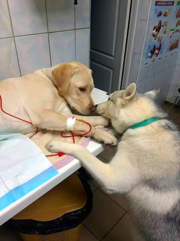 Dogs And Their Jobs (29 pics)