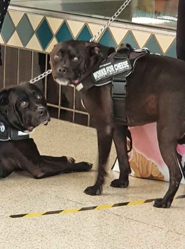 Dogs And Their Jobs (29 pics)