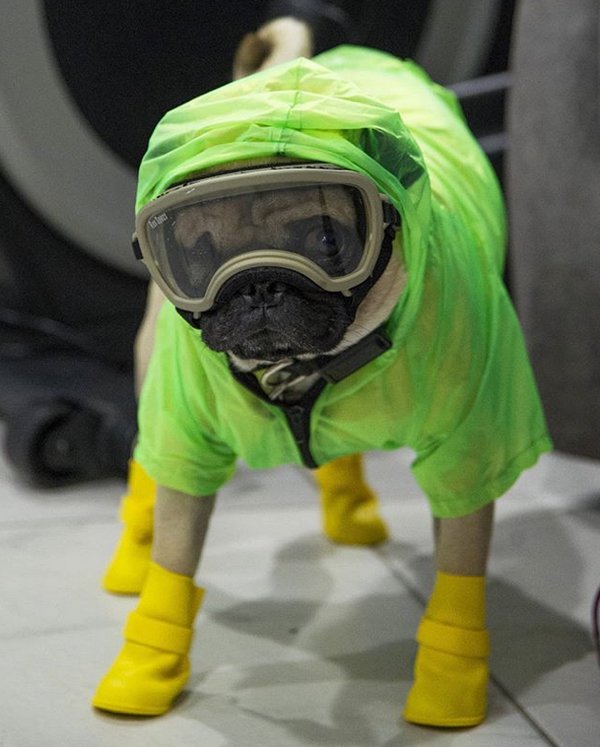Dogs And Their Jobs (29 pics)