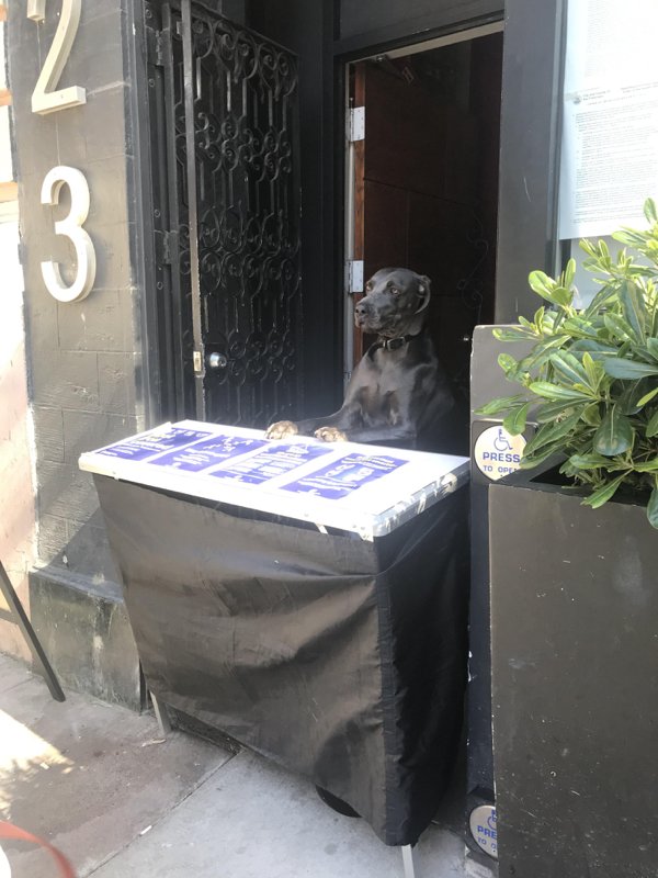 Dogs And Their Jobs (29 pics)