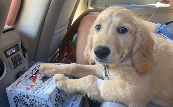 Dogs And Their Jobs (29 pics)