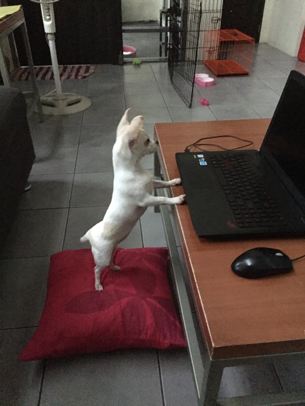 Dogs And Their Jobs (29 pics)