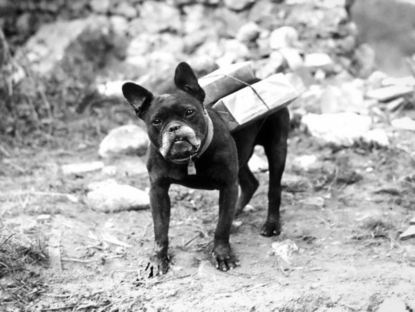 Dogs And Their Jobs (29 pics)