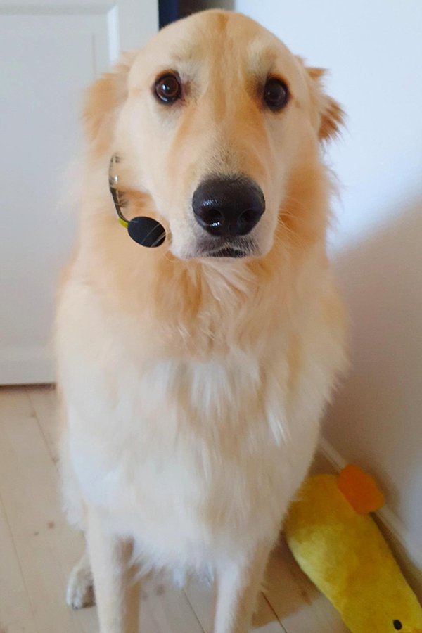 Dogs And Their Jobs (29 pics)