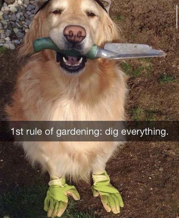 Dogs And Their Jobs (29 pics)