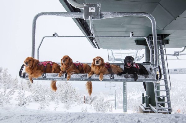 Dogs And Their Jobs (29 pics)