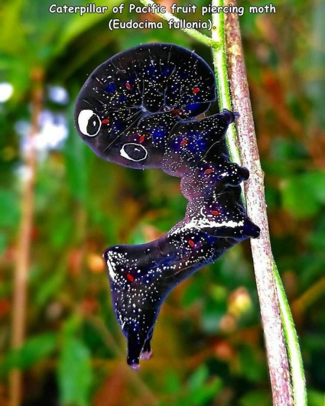 Acid Picdump. Part 1 (94 pics)
