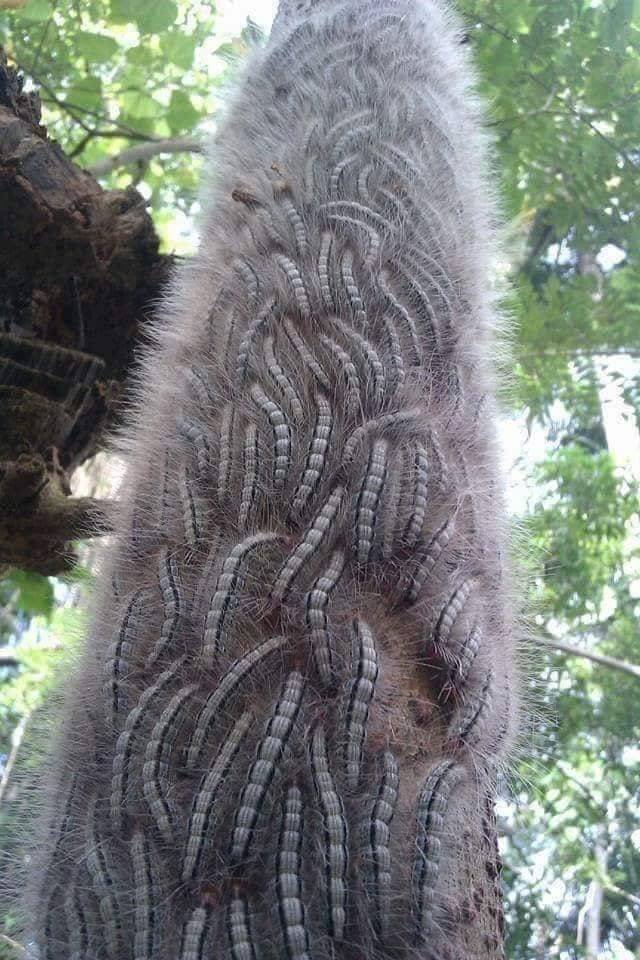 Acid Picdump. Part 1 (94 pics)