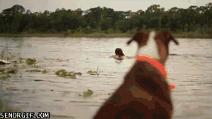 Acid Gifdump, June 10 (25 gifs)