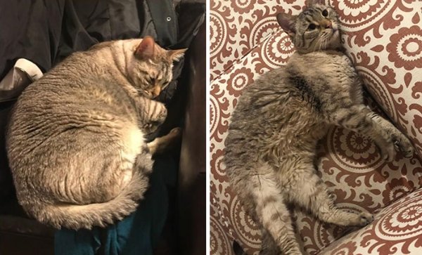Cat Weight Loss Transformations (24 pics)