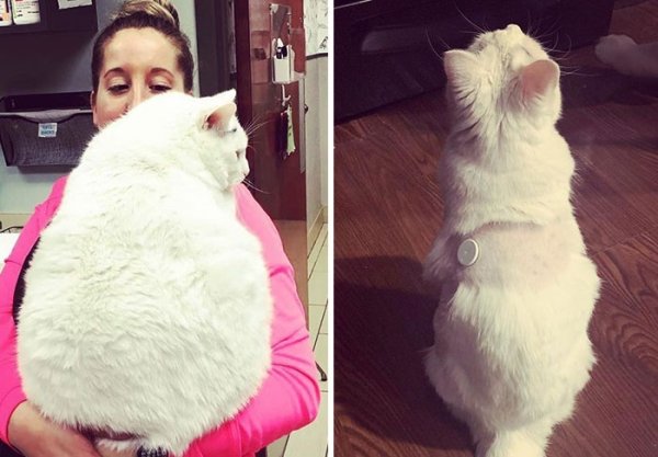 Cat Weight Loss Transformations (24 pics)