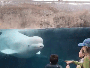 Animal GIFs (14 gifs)