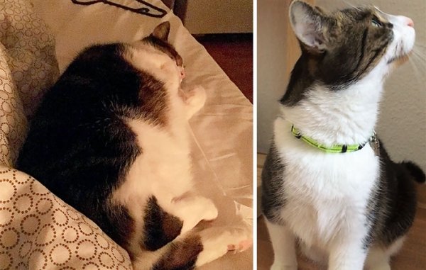 Cat Weight Loss Transformations (24 pics)