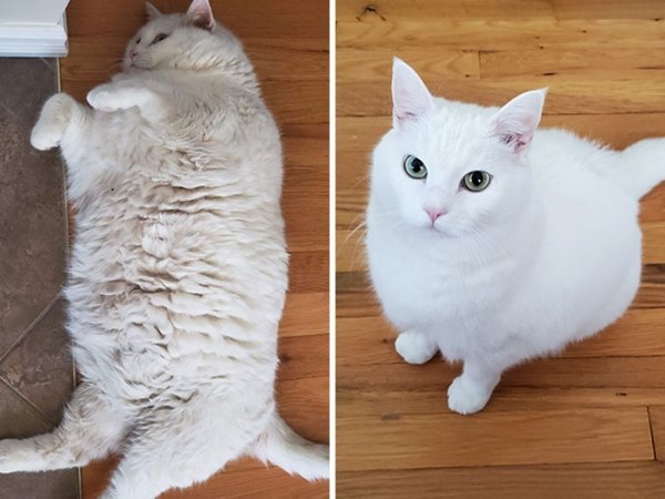 Cat Weight Loss Transformations (24 pics)