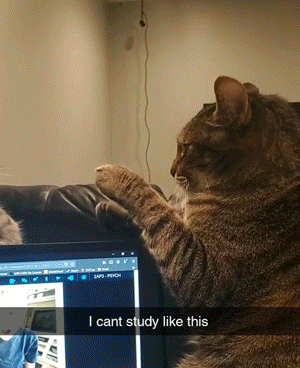 Animal GIFs (14 gifs)