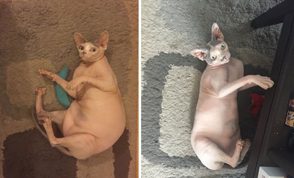 Cat Weight Loss Transformations (24 pics)