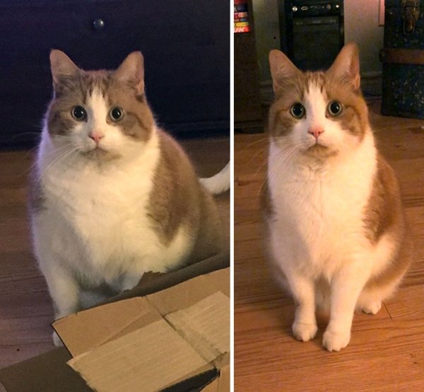 Cat Weight Loss Transformations (24 pics)