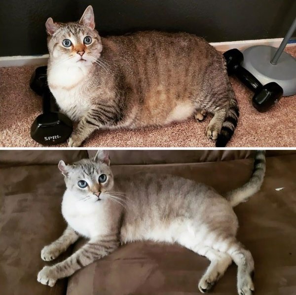 Cat Weight Loss Transformations (24 pics)