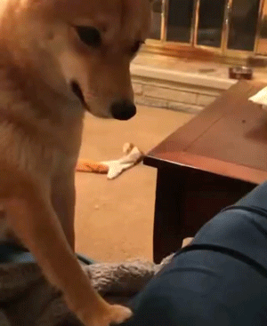 Animal GIFs (14 gifs)