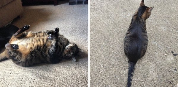 Cat Weight Loss Transformations (24 pics)